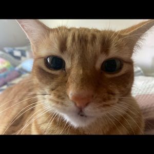 Meet your Posher, Preston